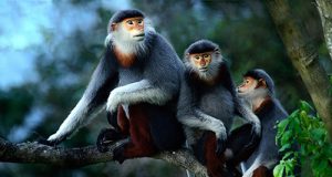Unique Beauty of Red Shanked Douc Langurs on Son Tra Peninsula Unique Beauty of Red Shanked Douc Langurs on Son Tra Peninsula