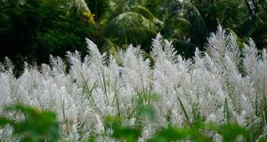 White Reeds Blooming in City White Reeds Blooming in City